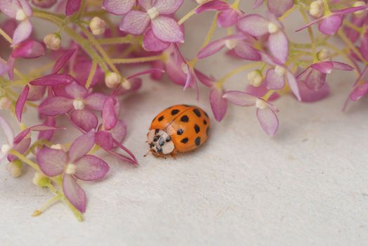 ladybug sits on a flower . Insects, ladybug close-up. Soft and selective focus.