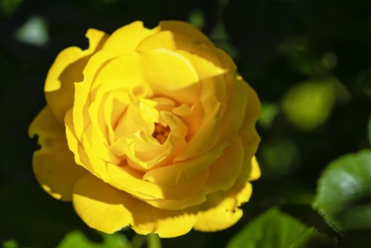 Close up of a delicate yellow rose in a garden in a sunny summer day.Yellow rose flower in the garden. Rose blossoms on a summer sunny day.