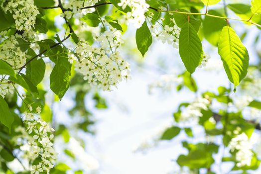 White beautiful blooming bird cherry in the spring sunny day. Flowers bird cherry tree. Springtime concept.White bird cherry.Blossoming bird-cherry.