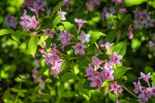 Nature background.A group of small pink flowers in the garden.