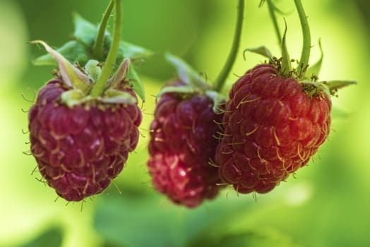 Red raspberry with leaf on green background. lose-up of the ripe raspberry in the fruit garden,ripe raspberry.