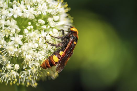 Scola lat. Megascolia maculata lat. Scolia maculata is a species of large wasps from the family of scaly .Megascolia maculata. The mammoth wasp. Scola giant wasp on a onion flower.