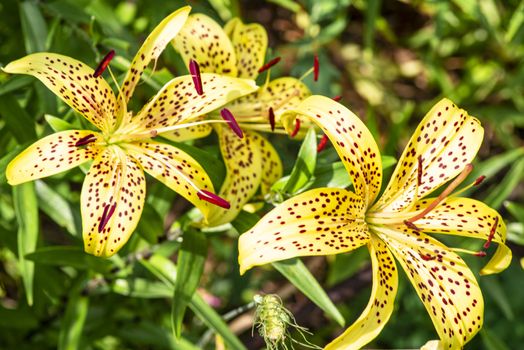 Lily flower close up. Summer flowersleopard yellow Lily flower at close range L.Pardalinum.