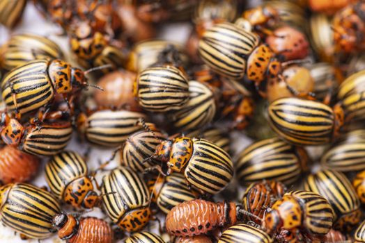 Many Colorado potato beetle.Potato bugs on foliage of potato in nature, natural background, close view.Colorado beetle eats a potato leaves young.Colorado potato beetle on a light background.