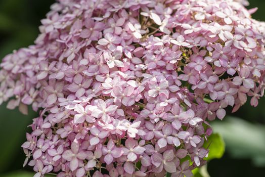 Flowers are blooming in spring and summer .Hydrangea macrophylla blooming in a gardenBeautiful flowers background and pattern. Hydrangea bushes are lilac, violet, pink.Close-up