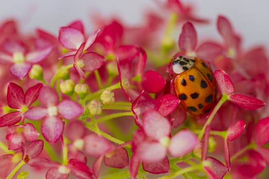 ladybug sits on a flower . Insects, ladybug close-up. Soft and selective focus.