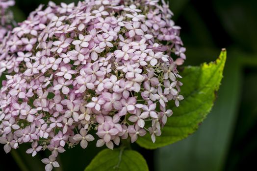 Flowers are blooming in spring and summer .Hydrangea macrophylla blooming in a gardenBeautiful flowers background and pattern. Hydrangea bushes are lilac, violet, pink.Close-up