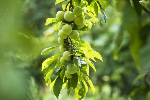 Green cherry plum closeup.Cherry plum on a branch in the garden.Fruit garden with lots of large, juicy plums in sunlight .Organic nature yellow plums hanging on a tree branch