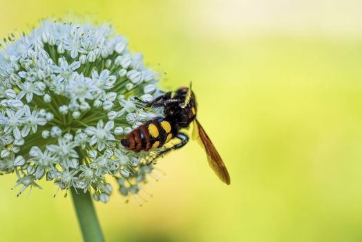 Scola lat. Megascolia maculata lat. Scolia maculata is a species of large wasps from the family of scaly .Megascolia maculata. The mammoth wasp. Scola giant wasp on a onion flower.