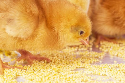 Yellow chickens eat millet. Little newborn chickens.