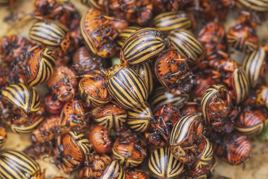 Many Colorado potato beetle.Potato bugs on foliage of potato in nature, natural background, close view.Colorado beetle eats a potato leaves young.Colorado potato beetle on a light background.