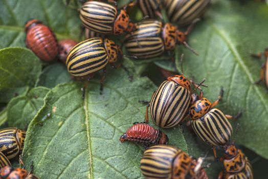 Many Colorado potato beetle.Potato bugs on foliage of potato in nature, natural background, close view.Colorado beetle eats a potato leaves young.Colorado potato beetle on a light background.