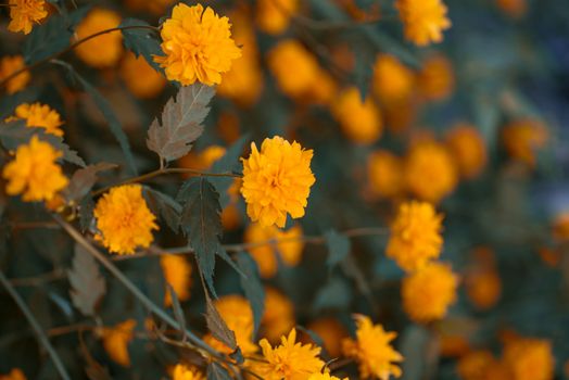 Blossoming yellow flower background, natural wallpaper. Flowering decorative japanese kerria terry branch in spring.