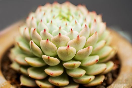 Green succulents flowers close up.Nature background of succulent echeveria rosettes .