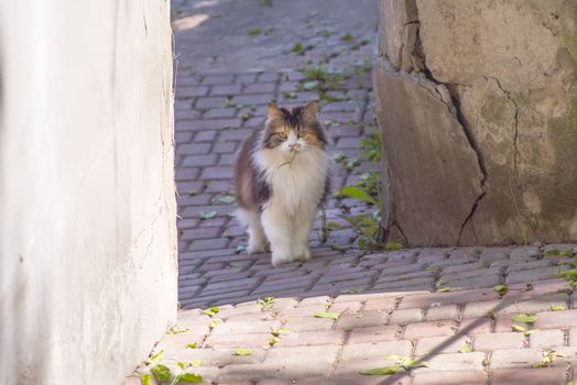 Cat caught a lizard.The hunter,hunter with prey.A kitten and a lizard. The kitten is a predator.The world of cats.