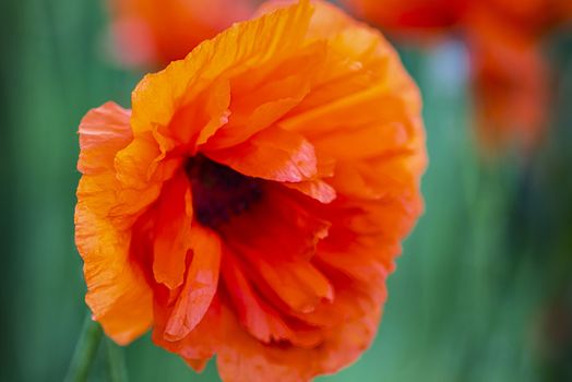 Red poppies on a field on a summer sunny day.In poppies field.Summer and spring, landscape, poppy seed. Opium poppy, botanical plant, ecology. Drug and love intoxication, opium, medicinal.