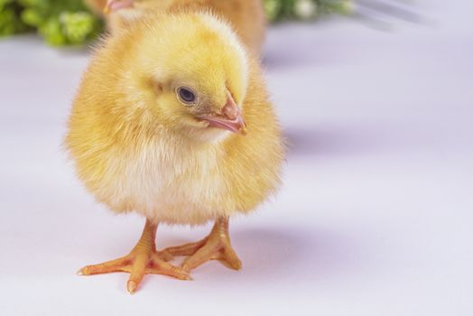 yellow chick, little chicken. newborn yellow chicken on light background.