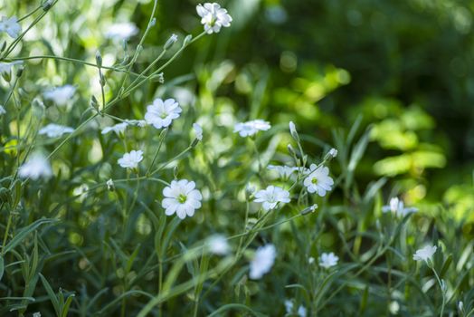 Nature background.White small flowers in the garden.