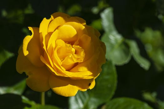 Close up of a delicate yellow rose in a garden in a sunny summer day.Yellow rose flower in the garden. Rose blossoms on a summer sunny day.