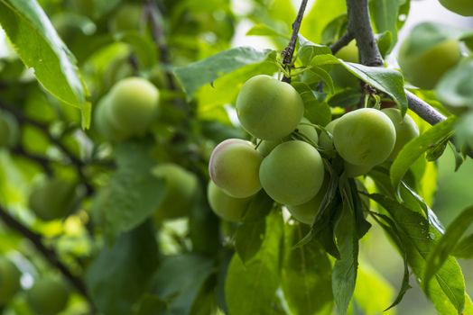 Green cherry plum closeup.Cherry plum on a branch in the garden.Fruit garden with lots of large, juicy plums in sunlight .Organic nature yellow plums hanging on a tree branch