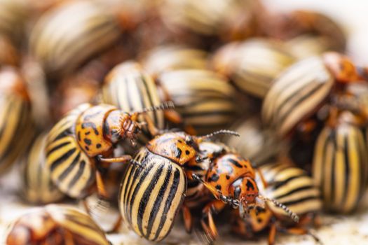 Many Colorado potato beetle.Potato bugs on foliage of potato in nature, natural background, close view.Colorado beetle eats a potato leaves young.Colorado potato beetle on a light background.