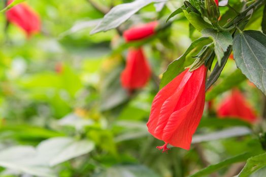 Selective focus tropical red hibiscus flower and buds on the bush green hedge at Vietnam garden fence. Floral in early and senescent stage