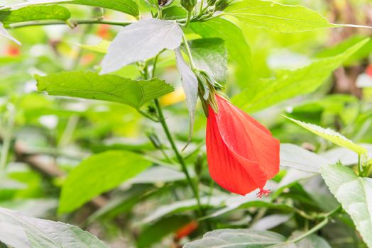 Close-up tropical red hibiscus flower at senescent stage in rural Vietnam garden. Beautiful red again greenery natural floral background