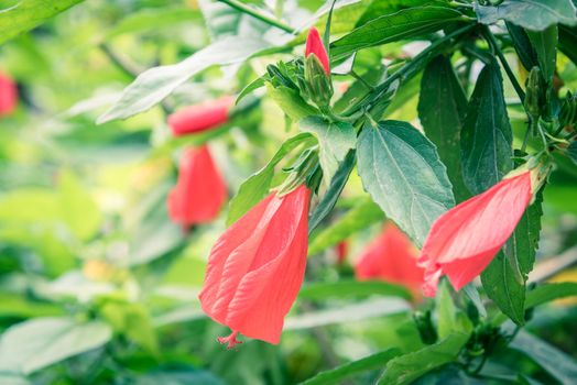 Selective focus tropical red hibiscus flower and buds on the bush green hedge at Vietnam garden fence. Floral in early and senescent stage