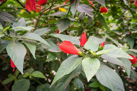 A bush of tropical red hibiscus flower and buds on Vietnam garden fence. Floral in early and senescent stage