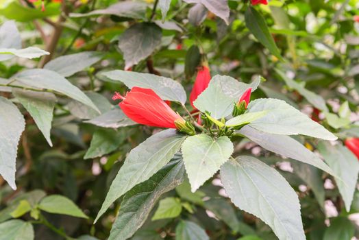 Tropical red hibiscus flower and buds on the bush green hedge at Vietnam garden fence. Floral in early and senescent stage