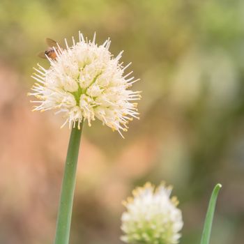 Selective focus green onion scallions flowering at organic garden in rural Vietnam during Spring time. Spice herb flower buds close-up