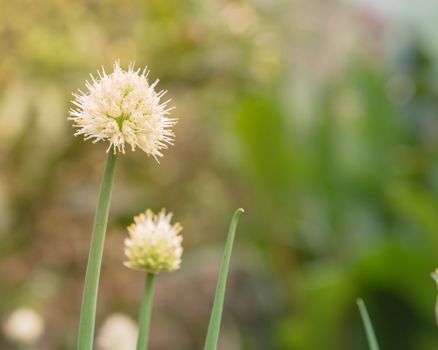 Close-up one head of green onion scallions flowering at organic garden in rural Vietnam during Spring time. Spice herb flower buds close-up