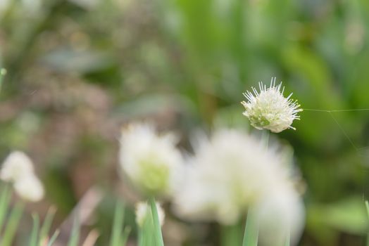 Selective focus green onion scallions flowering at organic garden in rural Vietnam during Spring time. Spice herb flower buds close-up