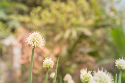 Selective focus green onion scallions flowering at organic garden in rural Vietnam during Spring time. Spice herb flower buds close-up