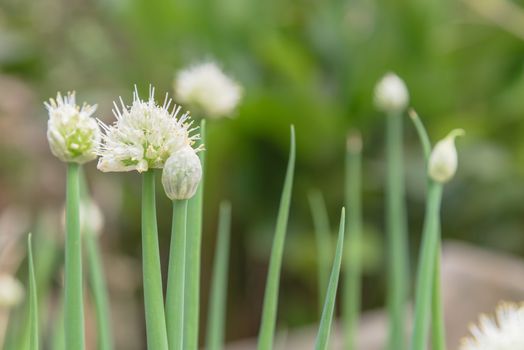 Green onion scallions flowering at organic garden in rural Vietnam during Spring time. Spice herb flower buds close-up