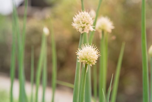 Green onion scallions flowering at organic garden in rural Vietnam during Spring time. Spice herb flower buds close-up