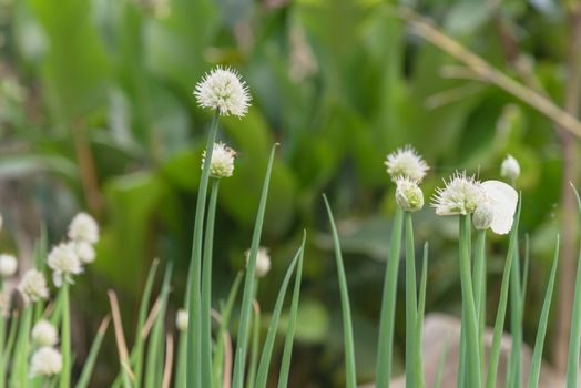 Green onion scallions flowering at organic garden in rural Vietnam during Spring time. Spice herb flower buds close-up