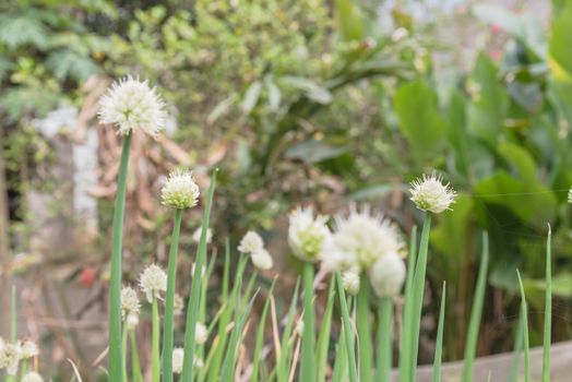 Selective focus green onion scallions flowering at organic garden in rural Vietnam during Spring time. Spice herb flower buds close-up