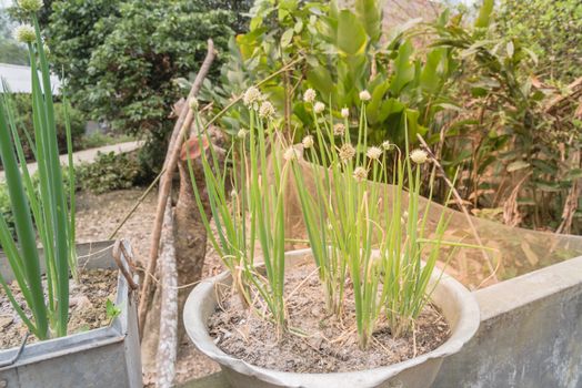 Rustic metal pots with green onion scallions flowering at organic garden in rural Vietnam during spring time. Spice herb flower buds close-up