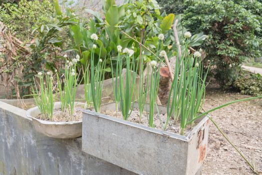 Rustic metal pots with green onion scallions flowering at organic garden in rural Vietnam during spring time. Spice herb flower buds close-up