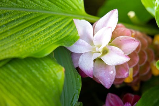 The background image of the colorful flowers, background nature