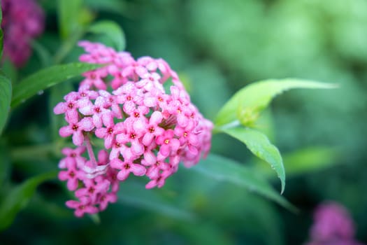 The background image of the colorful flowers, background nature