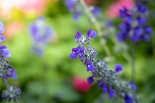 The background image of the colorful flowers, background nature