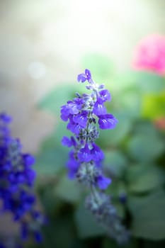 The background image of the colorful flowers, background nature