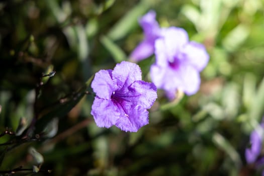 The background image of the colorful flowers, background nature