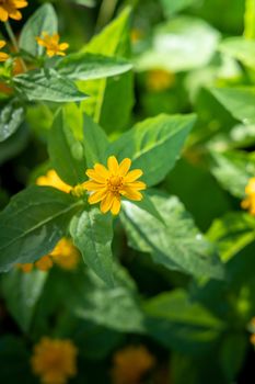 The background image of the colorful flowers, background nature