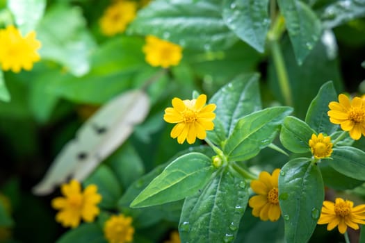 The background image of the colorful flowers, background nature