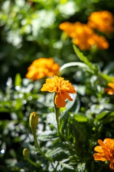 The background image of the colorful flowers, background nature