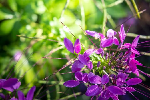 The background image of the colorful flowers, background nature