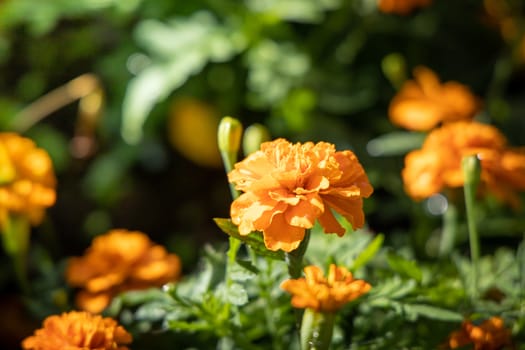 The background image of the colorful flowers, background nature